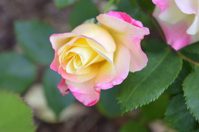 Close-up of roses blooming in park