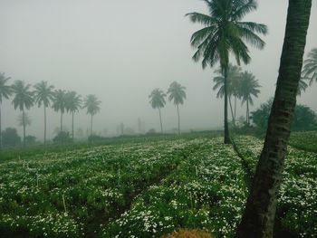 Scenic view of palm trees on field against sky