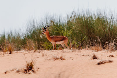 Side view of a gazelle in front of grass