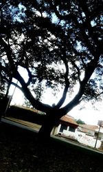 Low angle view of trees and building against sky