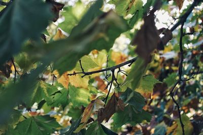 Close-up of leaves on plant