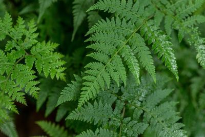 High angle view of fern leaves on tree