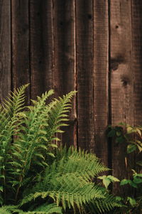 Close-up of fern in forest