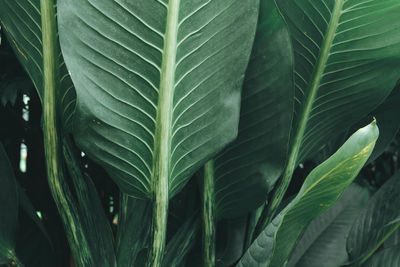 Close-up of green leaves