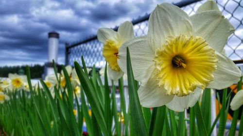 Close-up of yellow flowers blooming against sky