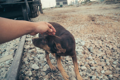 Person with dog on pebbles