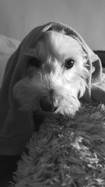 Close-up portrait of dog relaxing on bed