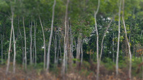 Close-up of wet plants growing on land