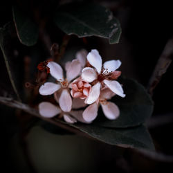 Close-up of cherry blossom