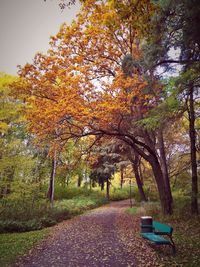 Autumn leaves on road