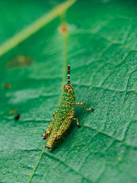 Close-up of insect on leaf