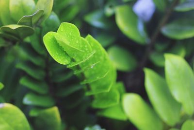 Close-up of wet spider web on plant