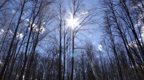 Low angle view of bare trees against sky