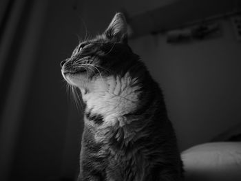 Cat looking away in bedroom at home