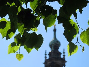 Low angle view of leaves