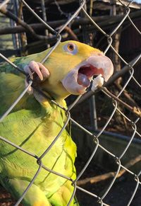 Close-up of bird in cage