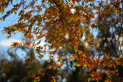 Low angle view of tree during autumn