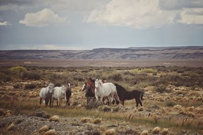 Horses in a field