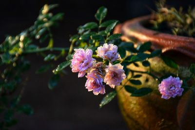 Close-up of pink flowering plant
