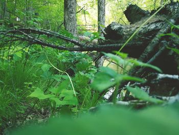 Trees growing in forest