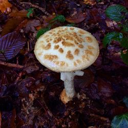 Close-up of mushrooms