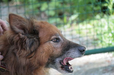 Close-up of dog looking away