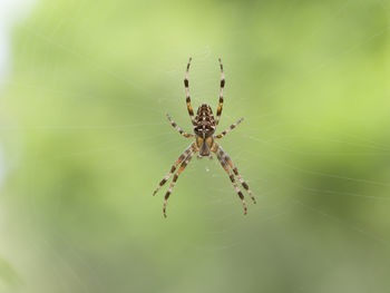 Close-up of spider on web