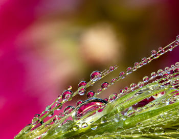 Close-up of wet plant