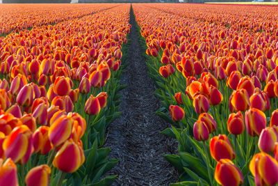 Tulips in field