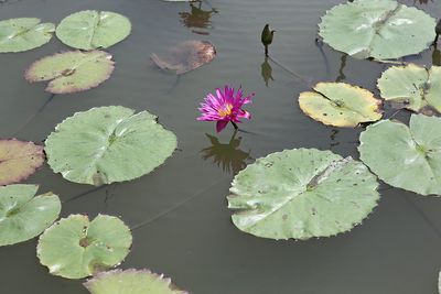 High angle view of lotus water lily in lake