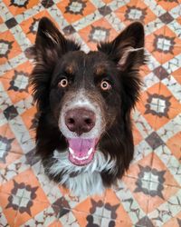 Portrait of dog lying on floor at home