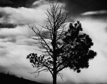 View of tree against cloudy sky