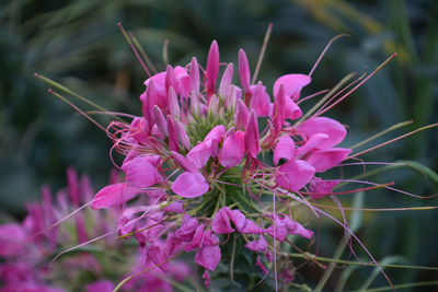 Close-up of pink flowering plant