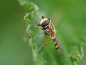 Close-up of insect on plant