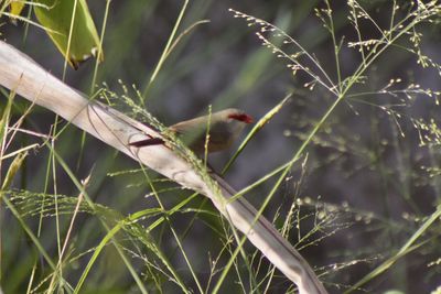 Bird perching on a tree