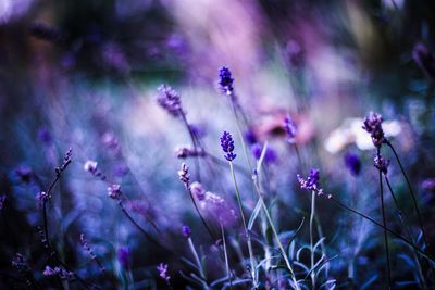 Close-up of purple flowers against blurred background