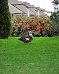 lawn