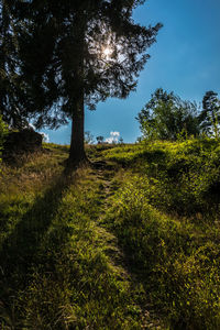Trees on field against sky