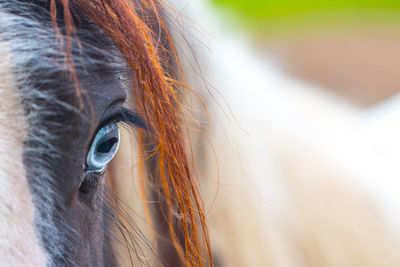 Close-up of blue eyed horse