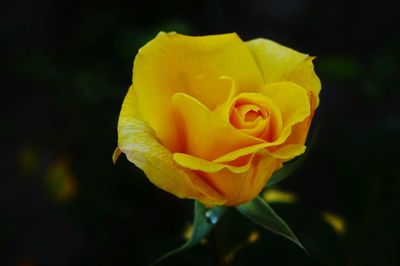 Close-up of yellow flower blooming outdoors