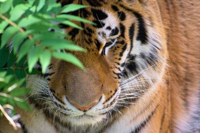 Close-up of cat in zoo