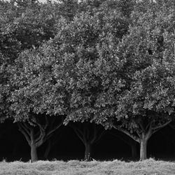 Trees on field in forest