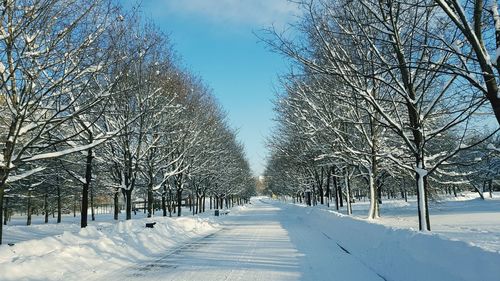 Bare trees on snow covered landscape