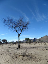 Bare tree on field against sky