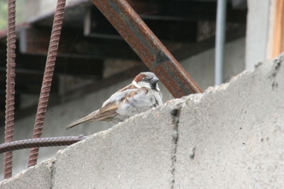 Close-up of bird perching outdoors