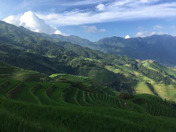 Scenic view of rice field against sky