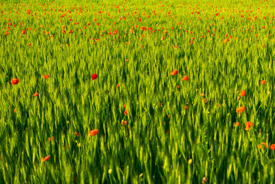 Full frame shot of poppy on field