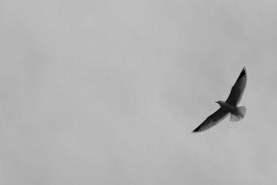 Bird flying in sky