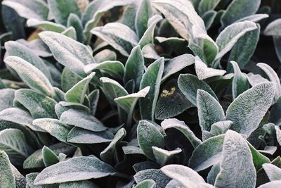 Full frame shot of green leaves