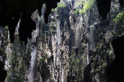 Rocks in forest